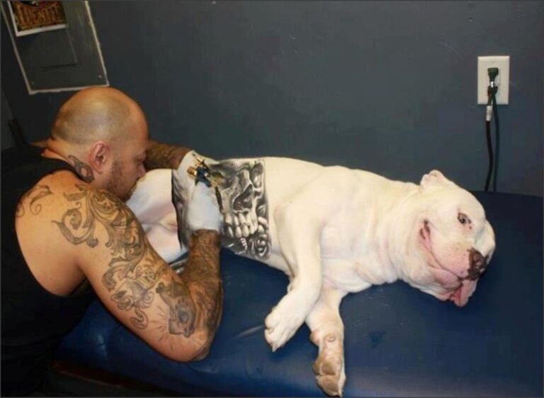 Câmara aprova PL que proíbe tatuagem e piercing em cães e gatos