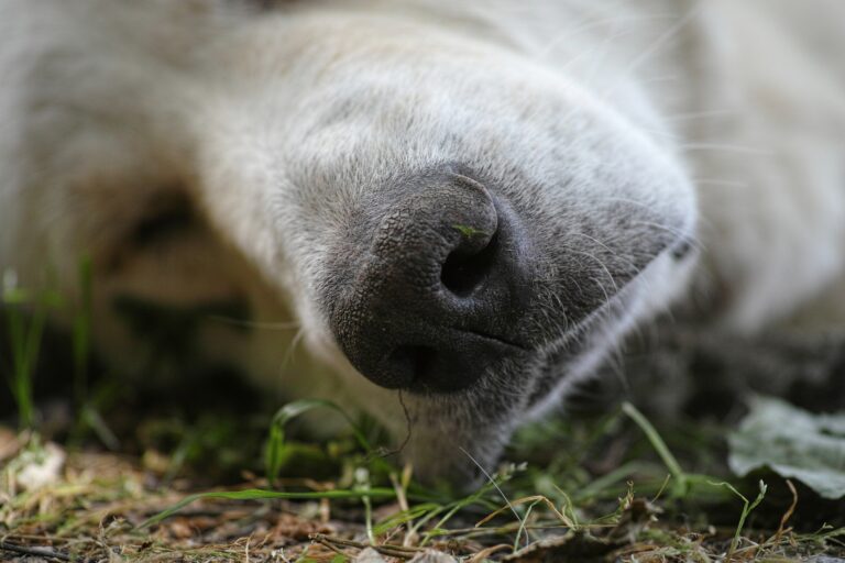 Em Brasília, dono de cão que morreu devido a cruzamento inapropriado deve ser indenizado