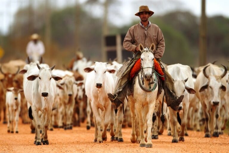 Vaqueiro que foi pisoteado por bois e sofreu traumatismo craniano será indenizado em R$ 55 mil
