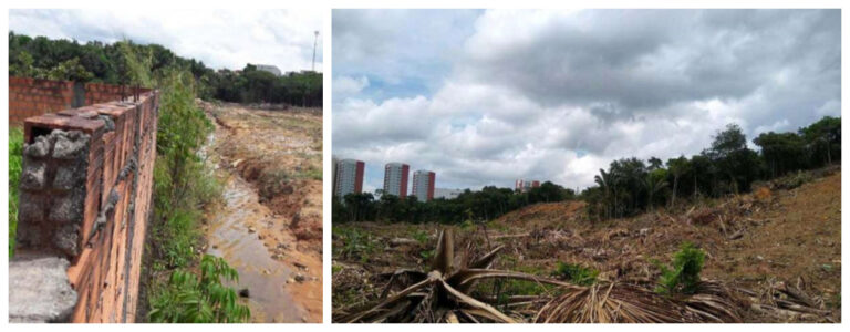 MPAM investiga desmatamento de Área de Preservação Permanente na Ponta Negra