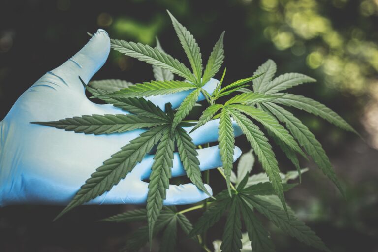 Objetos para cultivo de maconha destinada a consumo próprio não justifica ação penal, diz STJ
