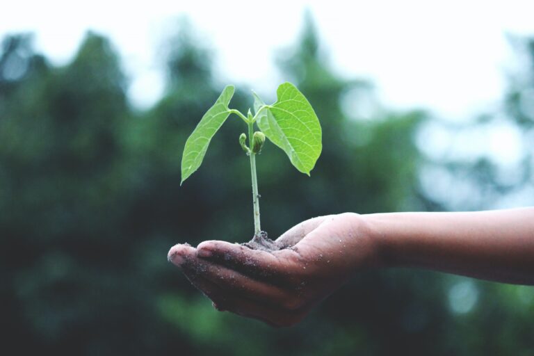 Ausência de prévio estudo de impacto ambiental em pavimentação no Castanho é apurada pelo TCE/AM