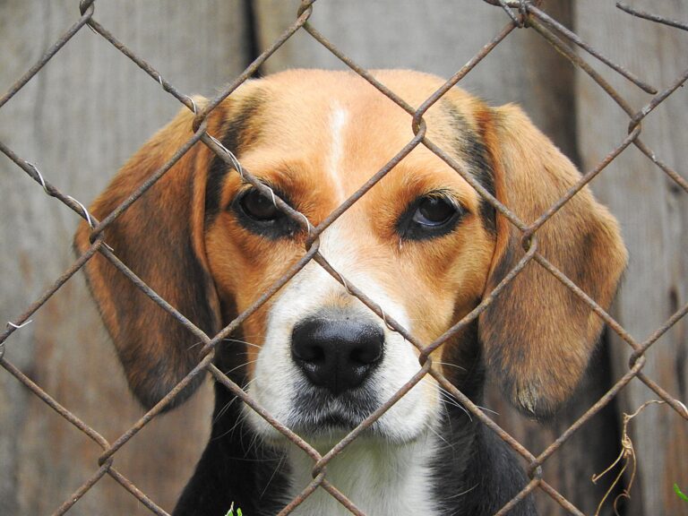 Projeto cria plataforma digital para facilitar a adoção de animais