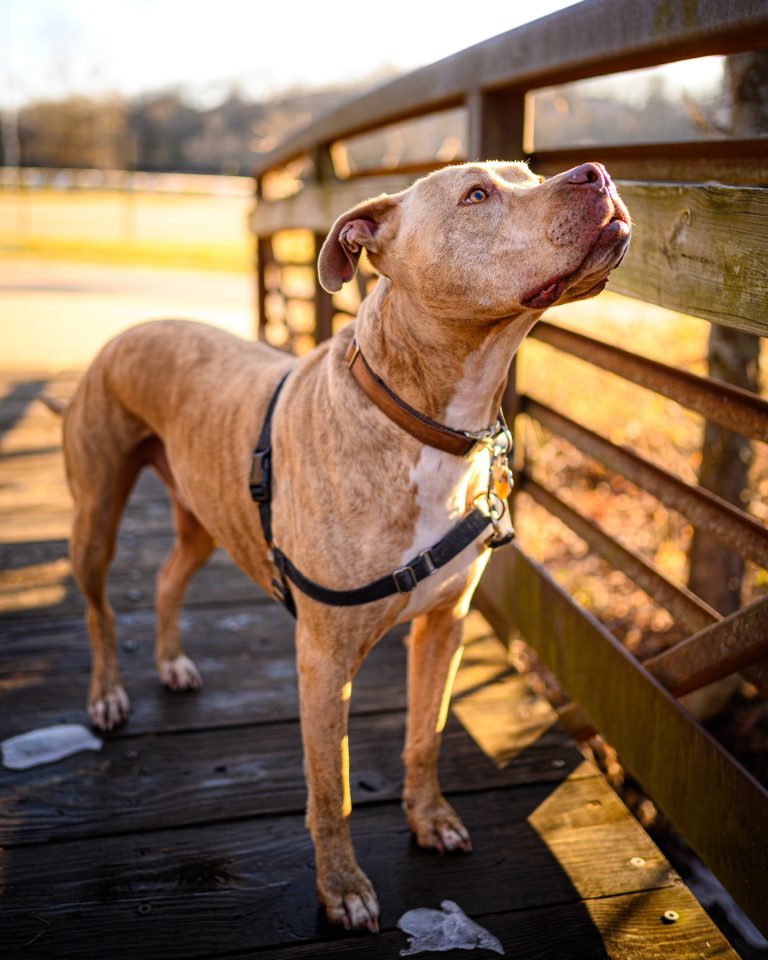 Homem é condenado por deixar pit bull escapar