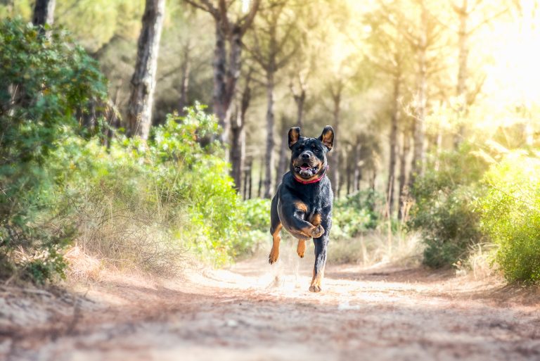 No Amazonas, cachorro evita o estupro e réu insiste em tese de tentativa de roubo