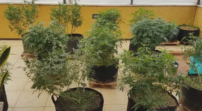 maconha