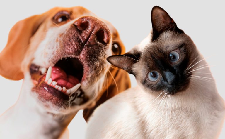 Projeto cria regras sobre custódia compartilhada de animal de estimação