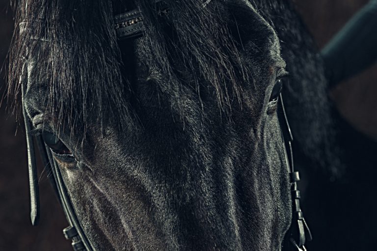 Condenado homem que levou cavalo amarrado ao pescoço com carro em trânsito: maus tratos