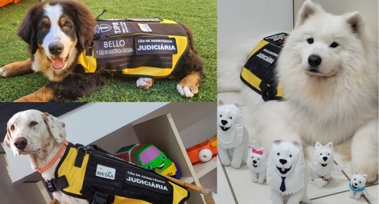 Justiça paranaense tem os primeiros cães de assistência judiciária do país