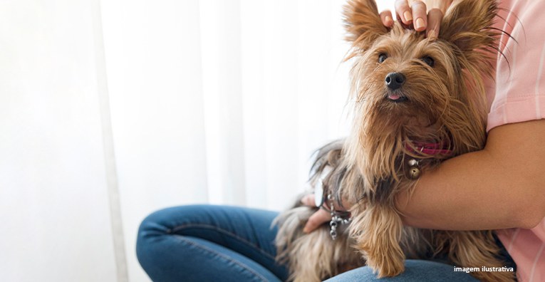 Condomínio não poderá aplicar penalidades à tutora de cães que não perturbam a vizinhança