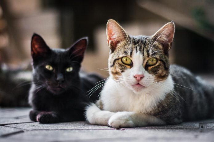 captura-horizontal-de-dois-gatos-sentados-em-um-fundo-desfocado