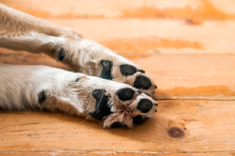 Comissão aprova acolhimento de animal doméstico em abrigo emergencial junto com tutor