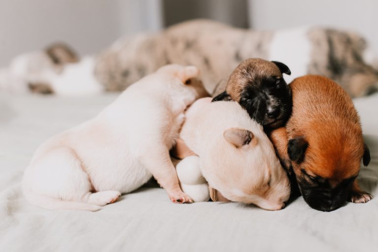 Veterinário terá que indenizar tutora por morte de cães