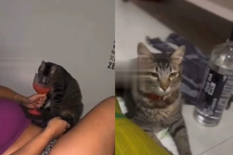 Advogada que filmou amiga dando vodka ao gato é demitida do quadro de servidores da SEAP