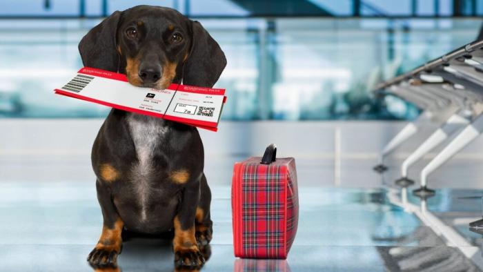 Tutor buscou na Justiça ordem para cão obter certificado de vacina para viagem internacional