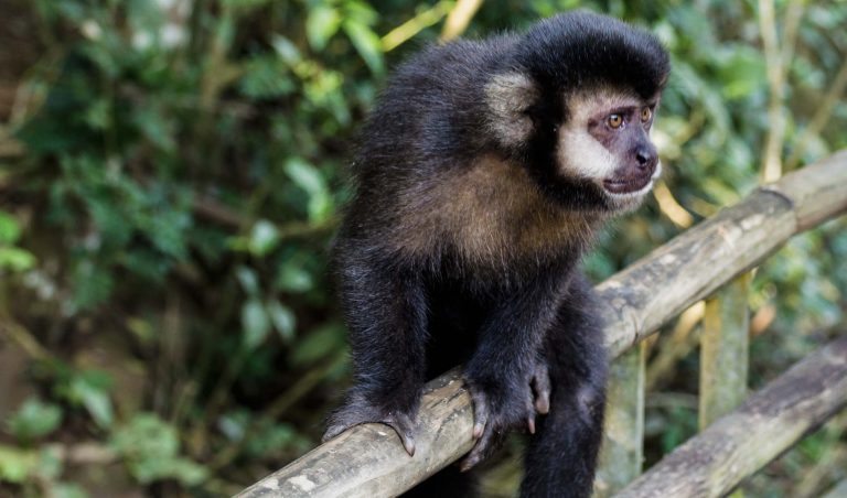 Justiça nega recurso a Ibama e mantém macaco prego com tutora