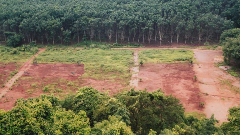 Justiça do Amazonas condena fazendeiro por desmatar mais de 150 hectares de mata nativa
