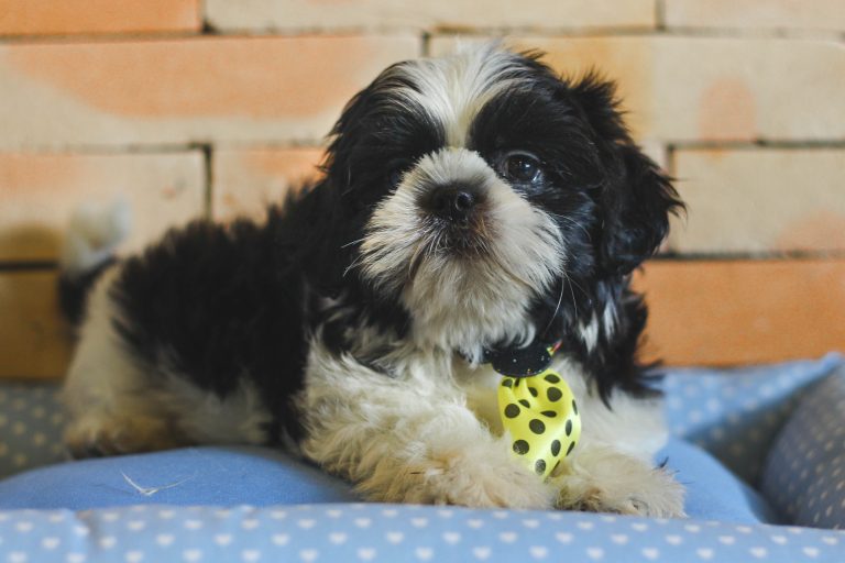 Pet shop que permitiu fuga e morte de cão sob sua guarda indenizará tutores do animal