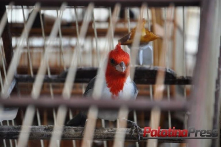 Por manter passáros em cativeiro ofensor é condenado a prestar serviços ao meio ambiente