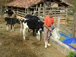 produtor_rural