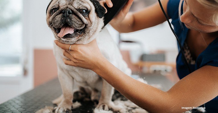 Tutora de “pet” lesionado durante banho e tosa deve ser indenizada