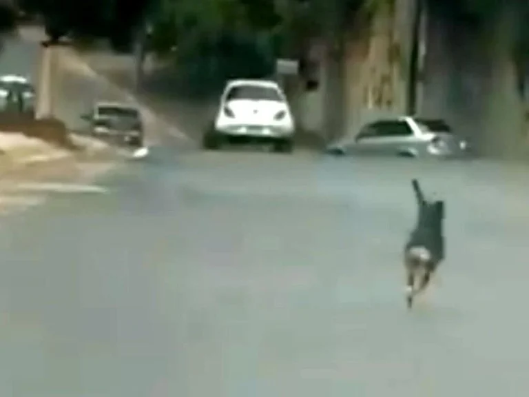 Atropelamento de pequeno cão em via de Manaus condena acusado por maus tratos a animais