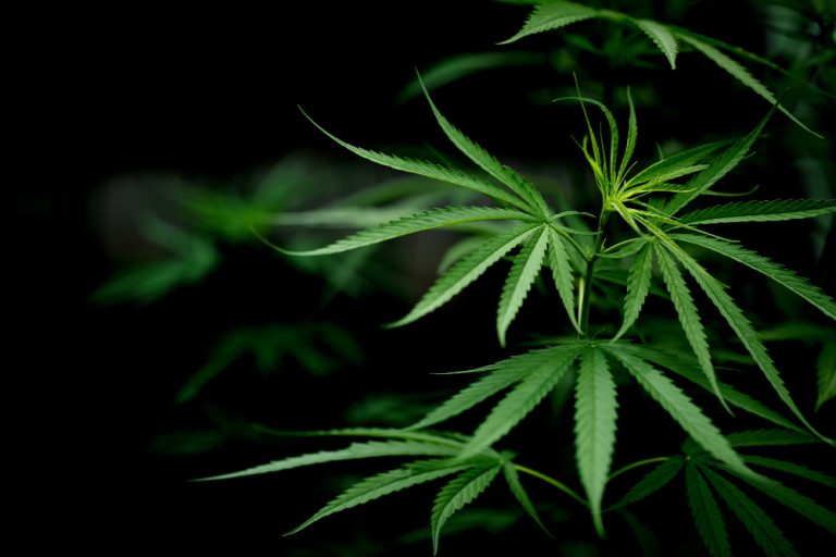 Homem é condenado pelo cultivo de planta psicotrópica