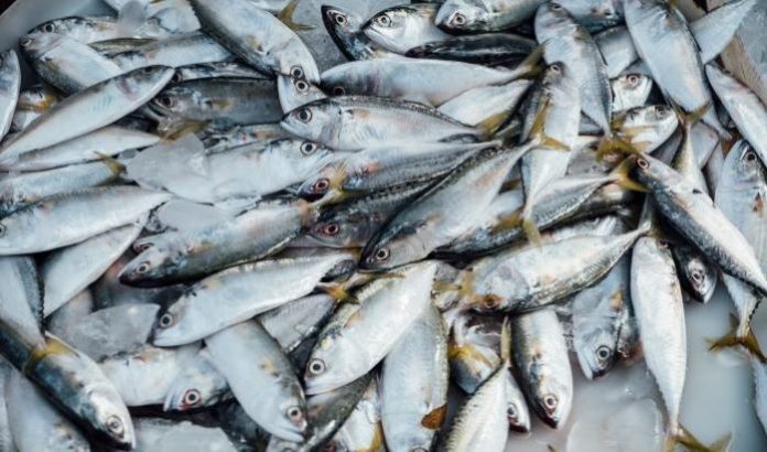 pesca predatória