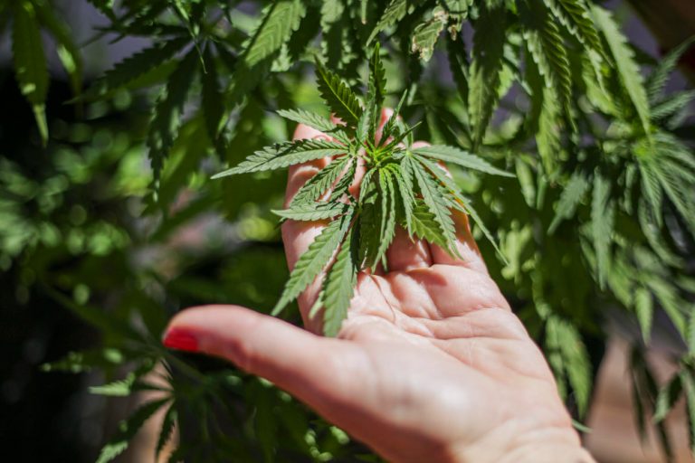 STJ reconhece invasão ilegal e rejeita denúncia contra homem acusado de plantar maconha em casa