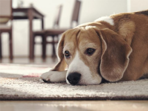 cachorro-cao-domestico-pet-animal