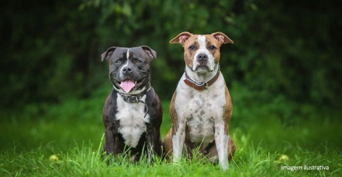 cachorros