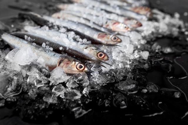 jca09_high-angle-small-fish-with-ice