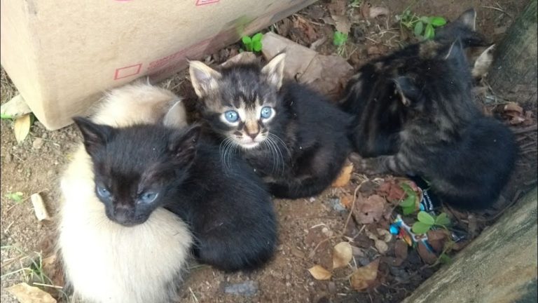 Por falta de provas, justiça rejeita denúncia que acusou suspeito de maus tratos a animais