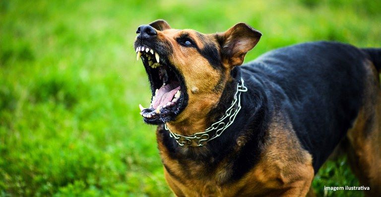 CÃO FEROZ