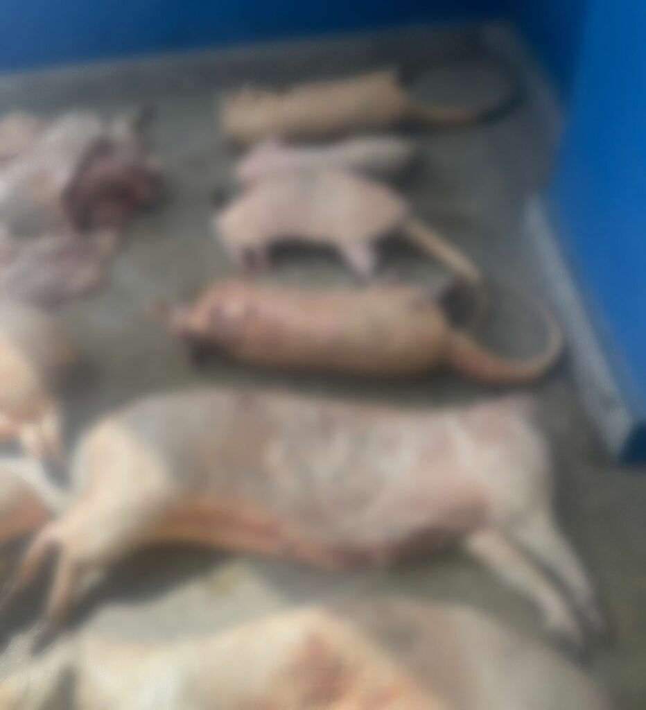 PCAM_ANIMAIS-APREENDIDOS-DEMA_FOTO-DIVULGACAO-1-932x1024