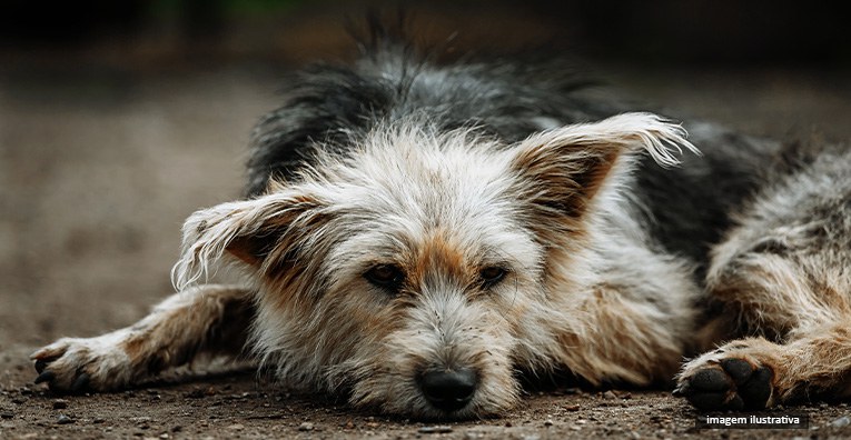 cachorro