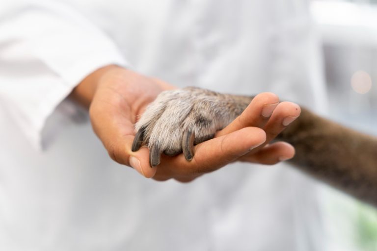 Lei que obriga castração de cães e gatos em MG é contestada no STF