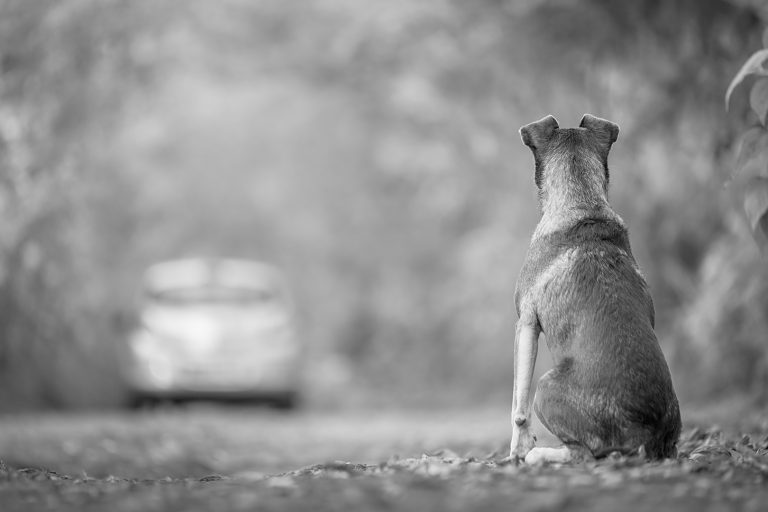 Mulher é condenada por abandonar dois cães em rodovia