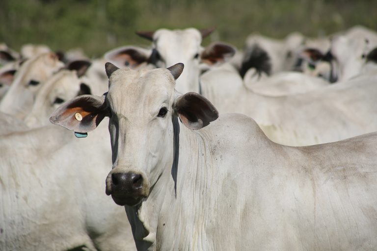 Proprietário de gado indenizará agricultor por invasão em plantação