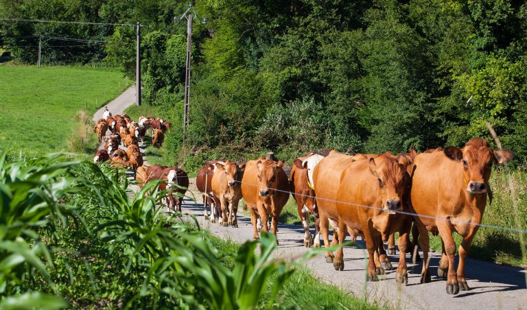 Irmãos são condenados por inserir declaração falsa em Guia de Trânsito Animal e por contrabando de gado