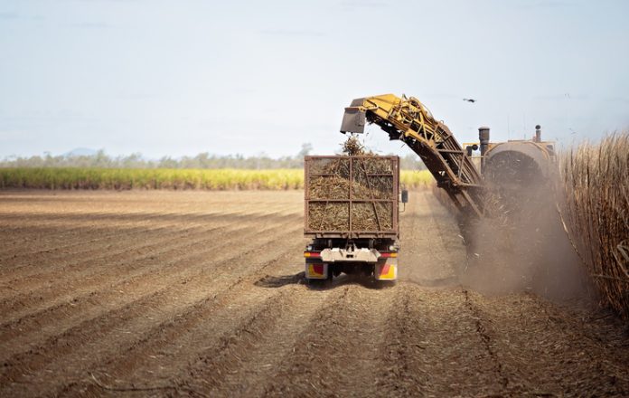 Harvesting Sugar Cane On An Australian Farm