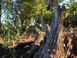 Mulher que cortou árvores infestadas por cupins não será multada