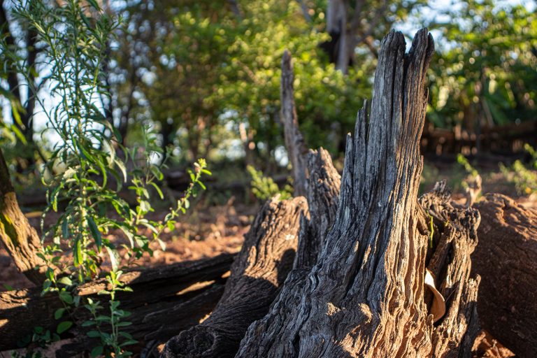 Mulher que cortou árvores infestadas por cupins não será multada