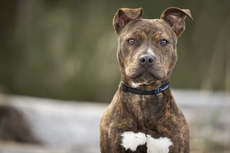 Tutor de cão é condenado a indenizar vizinhos por morte de pet
