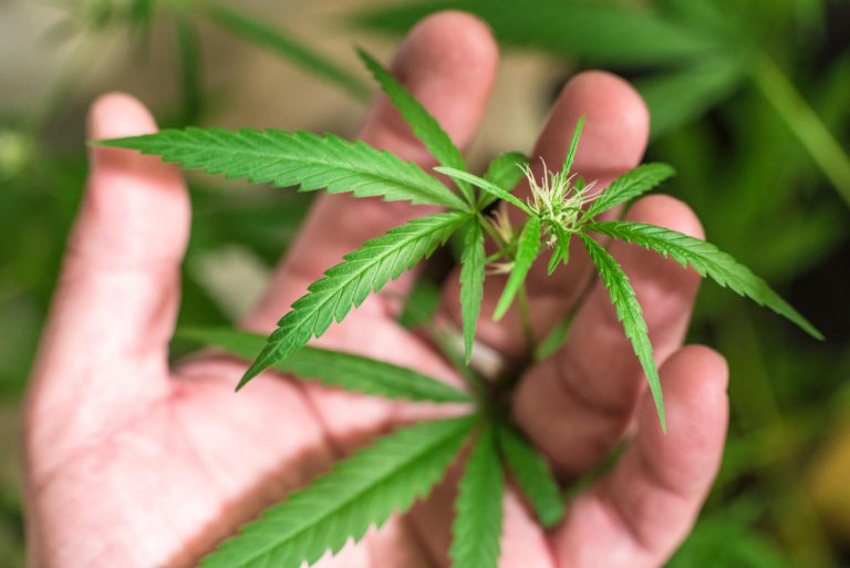 STJ adia prazo para regulamentação do plantio de cannabis medicinal