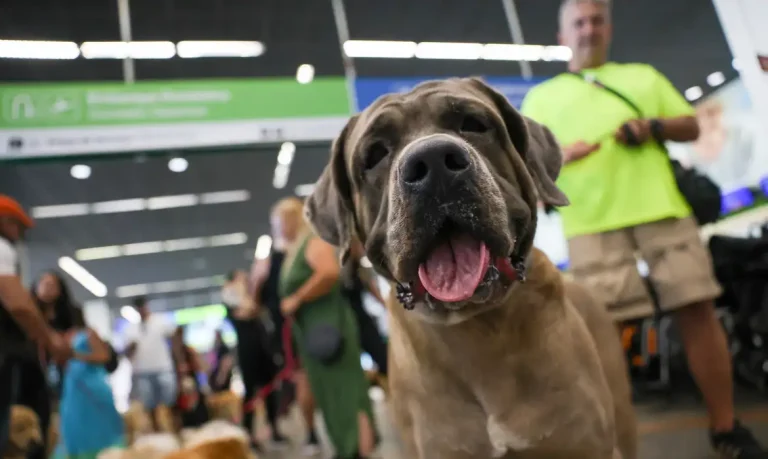 STF suspende lei sobre transporte aéreo de animais de apoio emocional