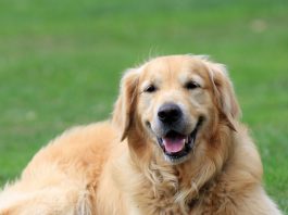 Juizado reconhece doação de cachorro e nega devolução de animal ao antigo tutor