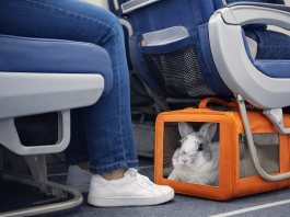 Norma interna de empresa aérea não é suficiente para impedir transporte de coelho na cabine do avião
