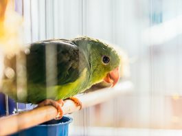 TJ-SP mantém condenação de homem por transporte e maus-tratos de animais silvestres