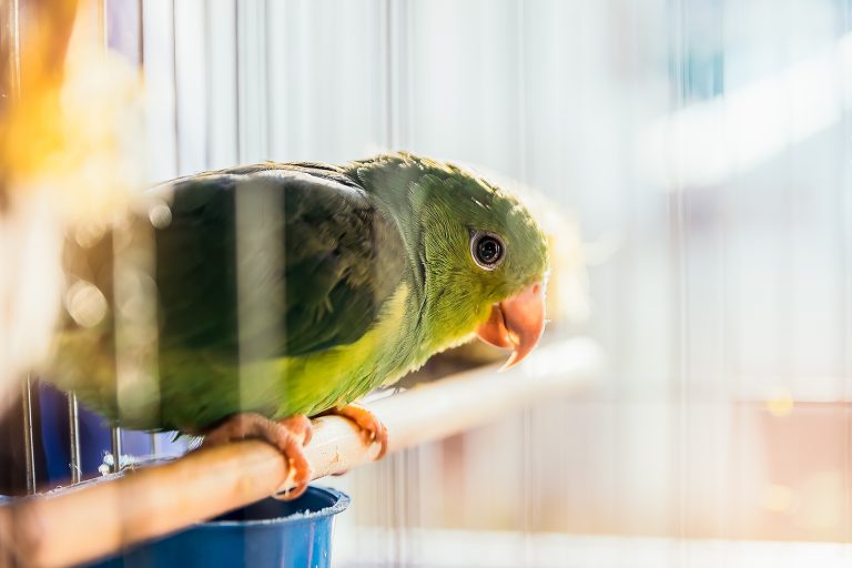 TJ-SP mantém condenação de homem por transporte e maus-tratos de animais silvestres